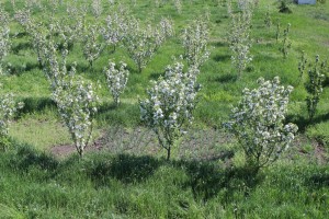 Цветет яблоневый сад