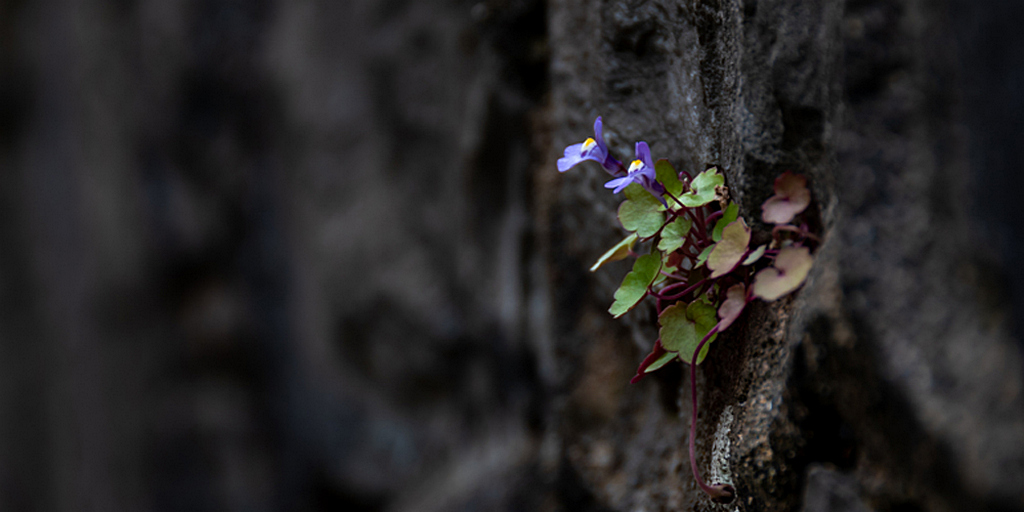Воспитание стойкости в разгар «чумы» — часть 2
